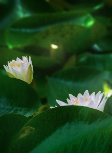 Water lily flower plant Photo