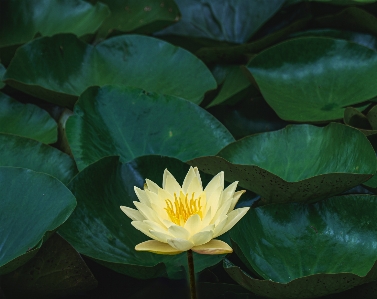 Water lily flower plant Photo