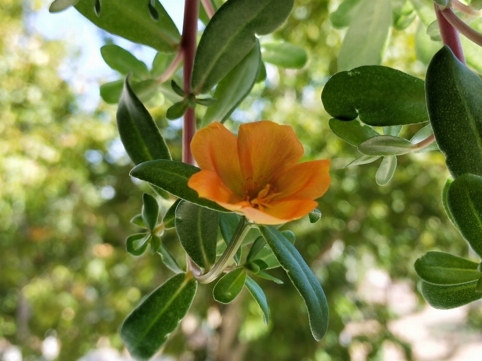 Flor planta rama pétalo