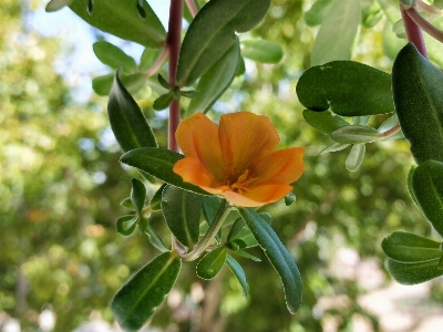 花 植物 ブランチ 花弁 写真