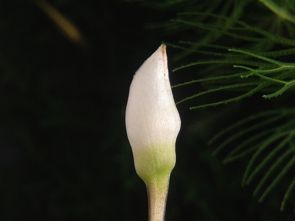 Flor
 roślina wodna
 planta
 botanika
