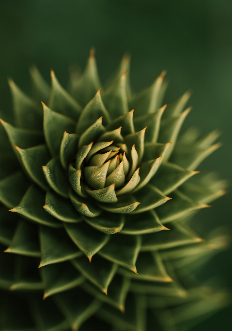 Natural plant petal flower