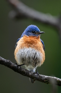 Natural bird branch twig Photo