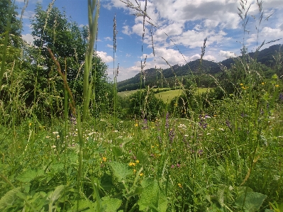 Nature forest grass austria Photo