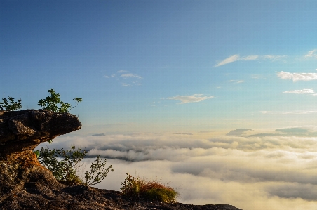 Foto Hutan awan langit tanaman