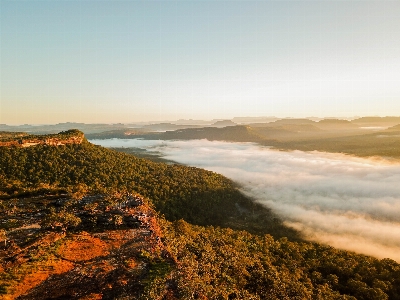 Foto Hutan langit awan komunitas tanaman
