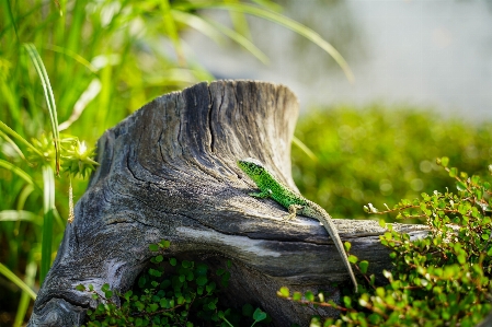 Natural plant botany wood Photo