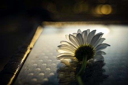 Foto Naturale fiore pianta acqua