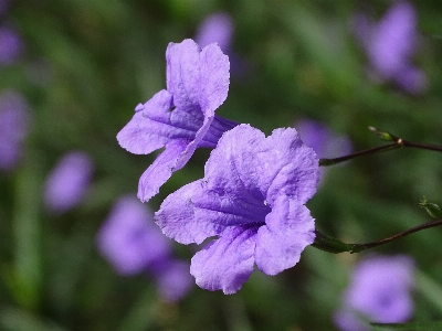 Natural flower mexican petunia plant Photo