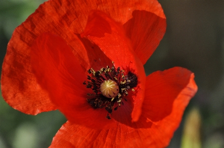 Flower plant petal pollinator Photo