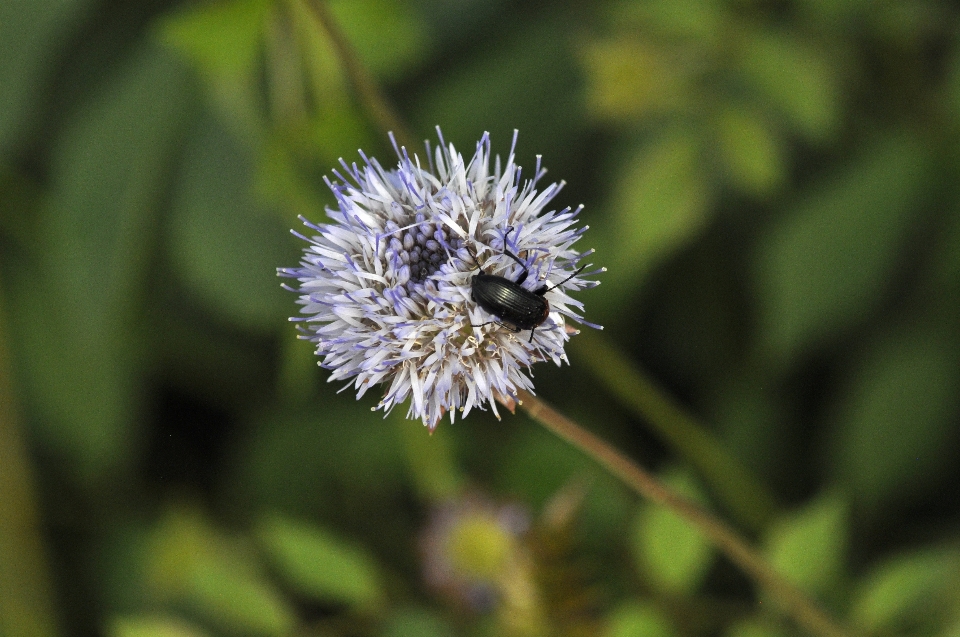 Blume anlage bestäuber
 insekt