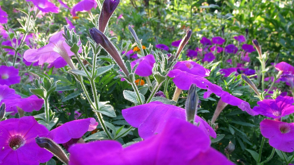 Púrpura flores naturaleza luz de sol