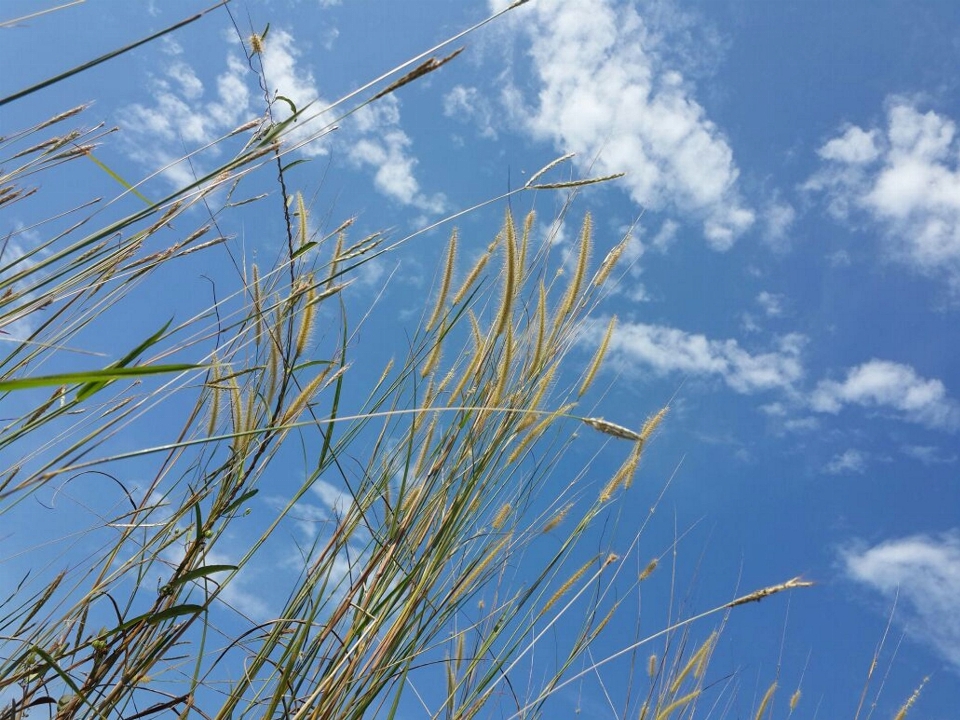 Himmel ohren gras wolken