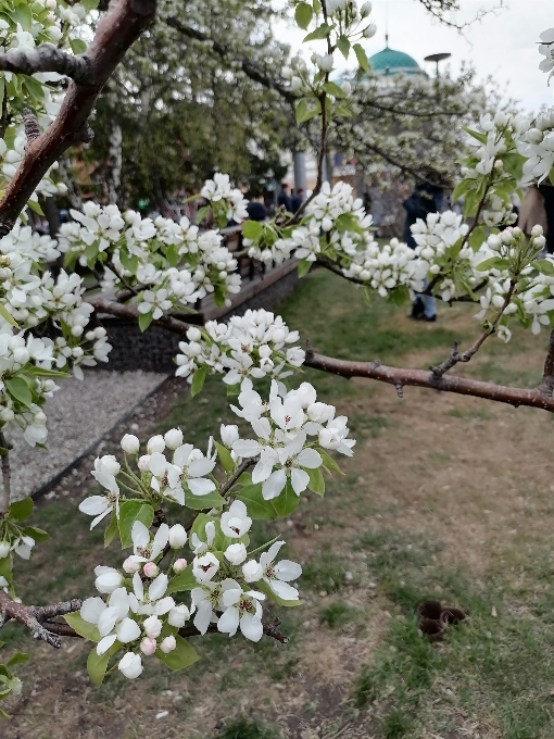 Fiore di ciliegio
 primavera pianta