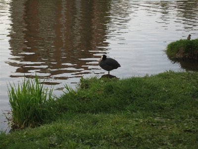 Bilder wasser vogel wirbeltier
 Foto