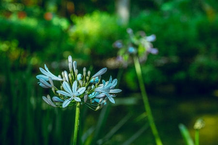 Natural flower plant petal Photo