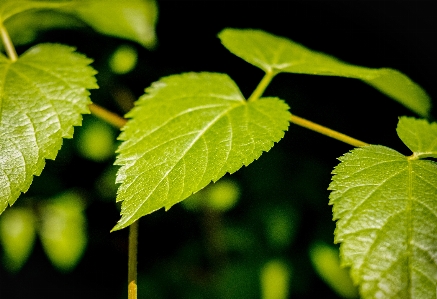 Foto Alami tanaman daun botani
