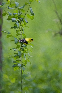 Wildlife plant beak twig Photo