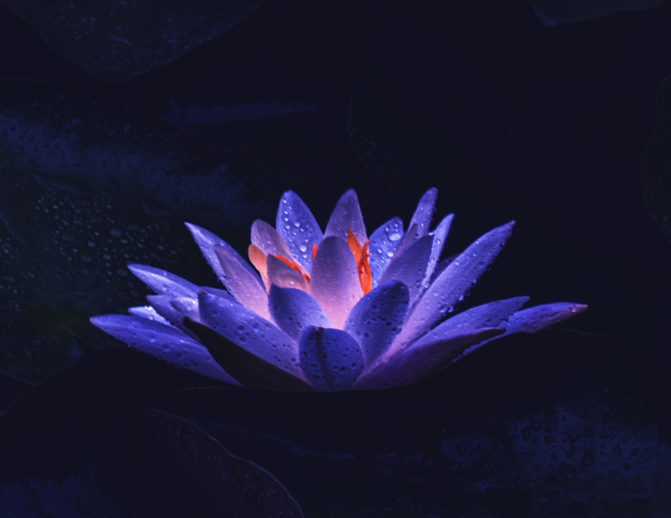 Water lily flower plant