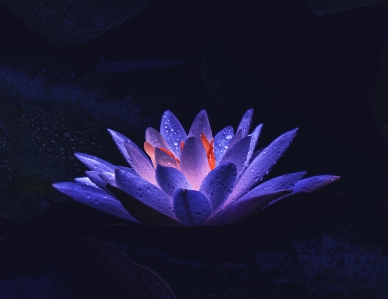 Water lily flower plant Photo