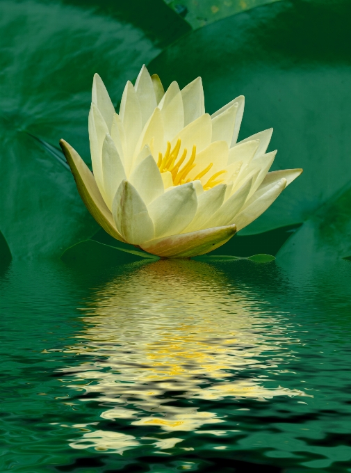 Water lily flower plant