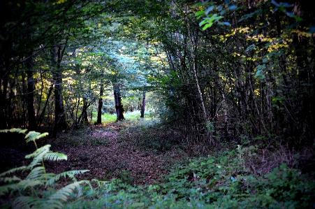 Forest woods evening night Photo