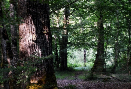 Forest woods evening night Photo