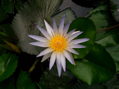 Flower plant lotus leaf Photo