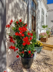 Flower plant flowerpot houseplant Photo