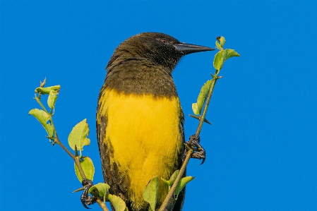 Bird sky beak feather Photo