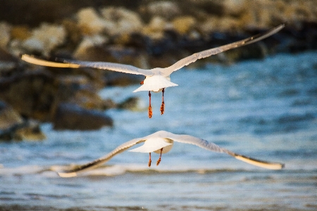 Bird water vertebrate beak Photo