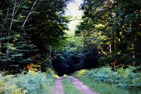 Forest woods night evening Photo