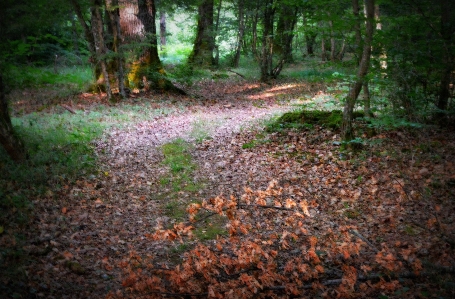 Forest evening night darkness Photo