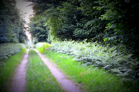 Forest woods path evening Photo