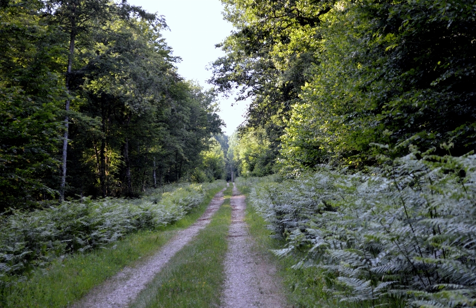 Forest path evening plant