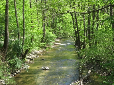 Foto Bosque agua planta accidentes geográficos fluviales de arroyos
