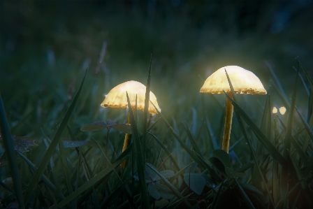 Mushroom cloud plant water Photo