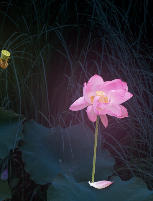 水 百合 花 植物