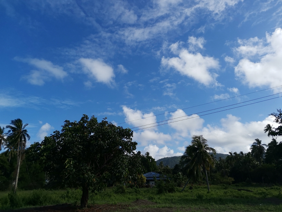 Panorama cielo palme
 alberi