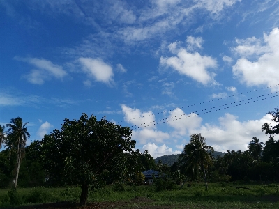 Panorama himmel palmen
 bäume Foto