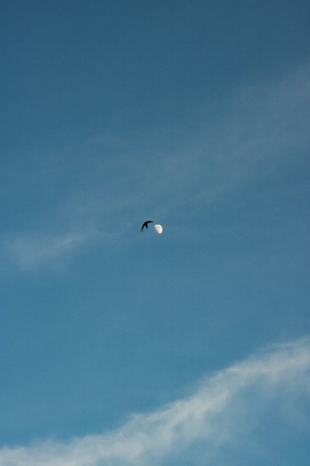 Alami awan langit burung