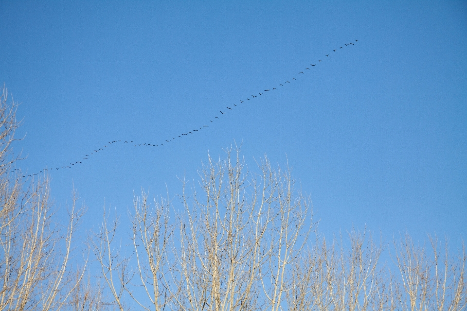 Natural sky azure branch