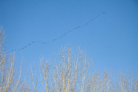 Natural sky azure branch Photo