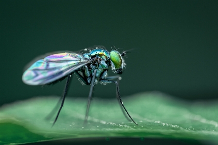 Bug pollinator arthropod insect Photo