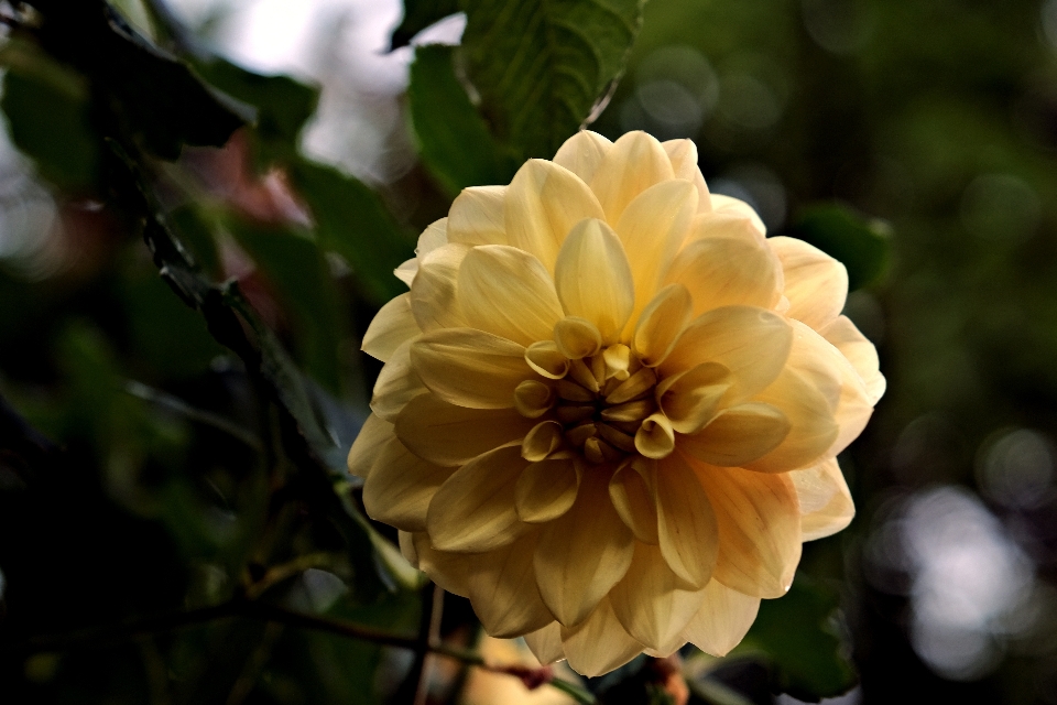 Natural flor planta pétalo