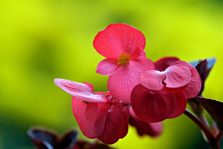 Foto Natural flor planta pétalo