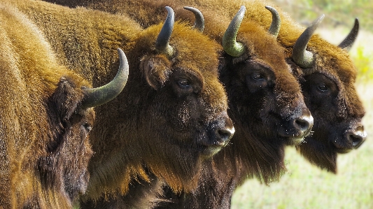 Europäisch bison wisent
 niederlande Foto