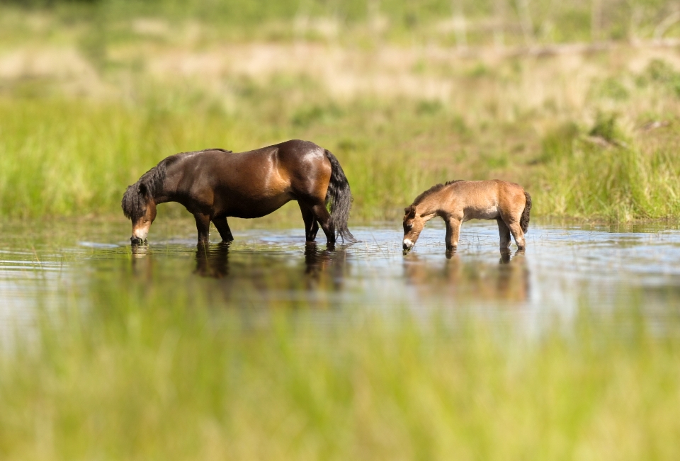 Picie exmoor
 konie młody