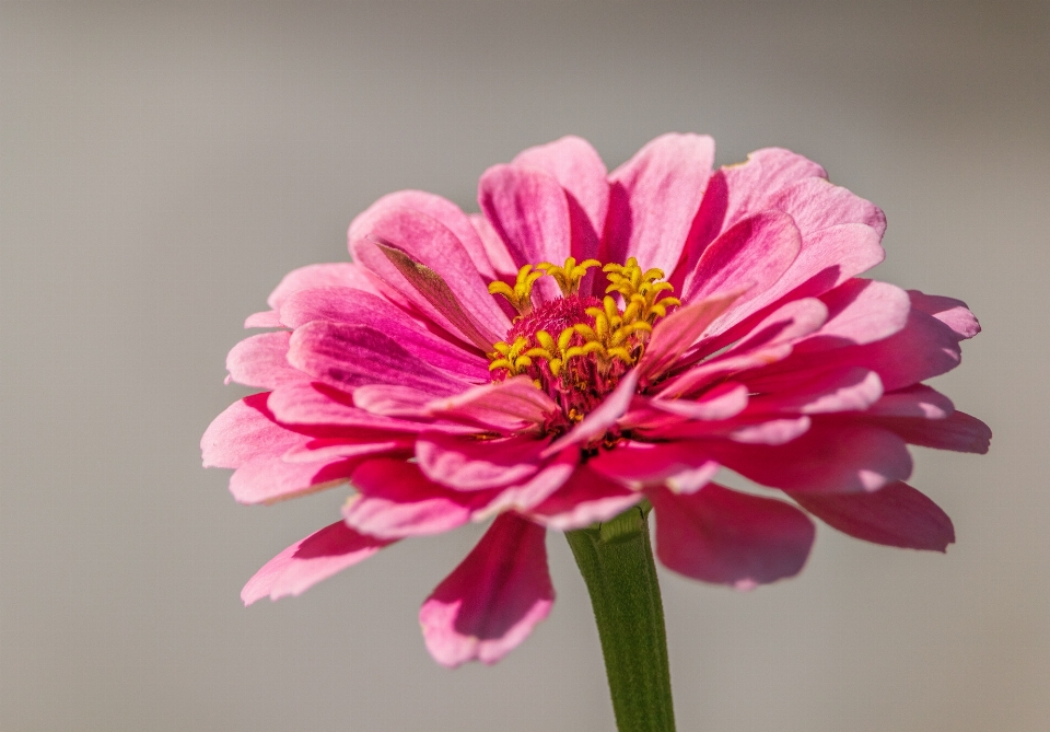 Rosa fiore pianta petalo