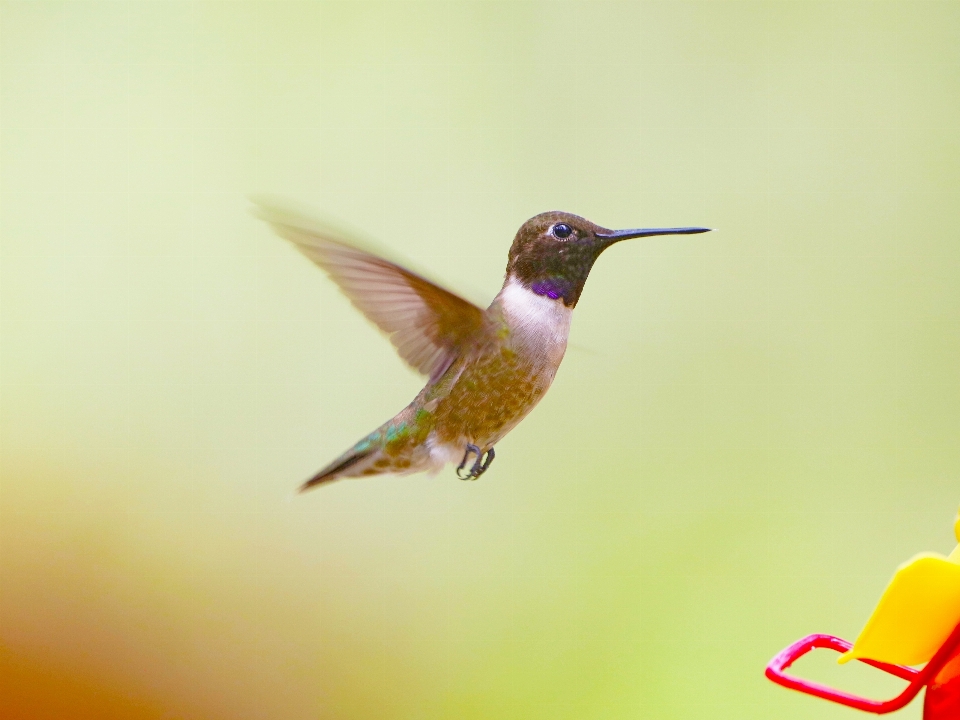 Natural bird hummingbird beak